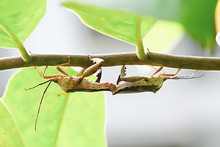 Insect Pests Are Insects That Eat Insects Together As Food.