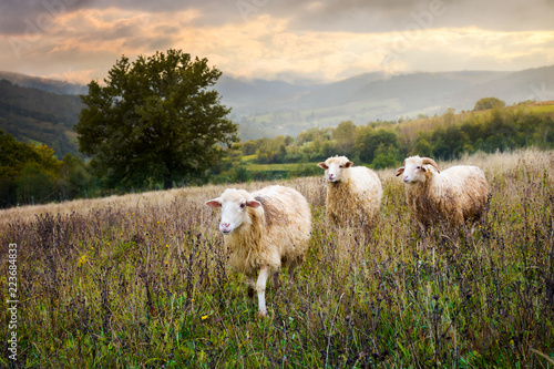 two sheep and ram walk through grassy meadow. mysterious countryside scenery ...