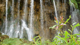 Fototapeta Tęcza - Plant in the background waterfall