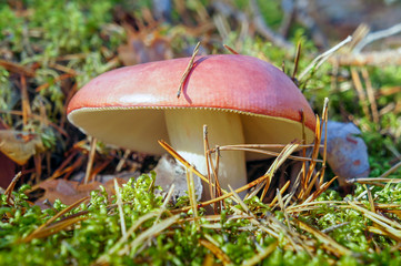 Wild mushroom russula