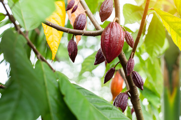 Cacao Tree (Theobroma cacao). Organic cocoa fruit pods in nature.