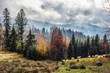 Jesień w Polskich górach i pasące się owce. Pochmurne, mistyczne  niebo i mgły. Na drzewach kolorowe liście. Piękna jesienna , malownicza tapeta.