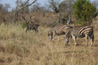 Zebras im Kruger-Nationalpark in Südafrika