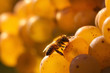 Honey bee feeding on golden grapes
