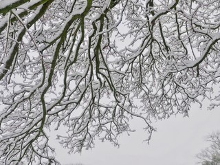 Wall Mural - Snow Laden Branches 