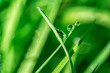 Beautiful rain dew drops on a green grass leaves in sun light. Nature background closeup. Copy space. Template for design greeting card