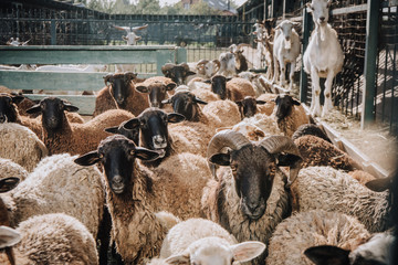 Canvas Print - herd of adorable brown sheep grazing in corral at farm