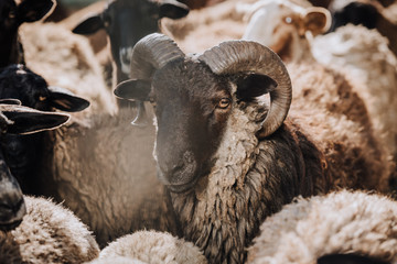 Canvas Print - selective focus of sheep grazing with herd in corral at farm