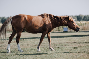 Canvas Print - beautiful brown horse grazing on meadow at farm