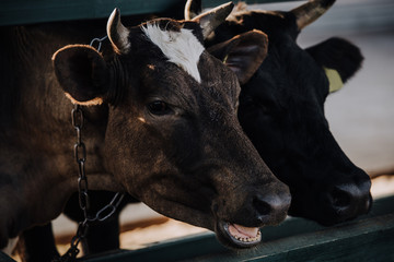 Canvas Print - selective focus of domestic beautiful cows standing in stall at farm