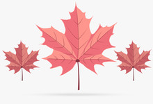 Autumn Pink Maple Leaf Fall Isolated On White Background
