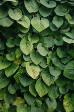 Close-up Shot Of Green Vine Leaves Covering Wall