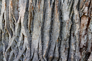 Relief creative texture of an old oak bark. Embossed texture of the bark of oak.