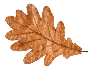 Wall Mural - dried fallen brown autumn leaf of oak tree
