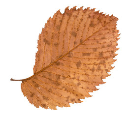 dried fallen brown autumn leaf of elm tree