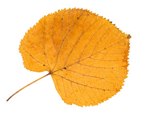 dried fallen yellow autumn leaf of linden tree