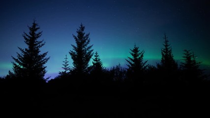 Wall Mural - aurora borealis glowing behind pine tree silhouettes, reykjavik iceland.