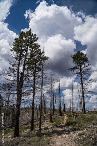 Fotografie, Obraz Trail in Bryce Canyon National Park leads through a burned forest of charred tre