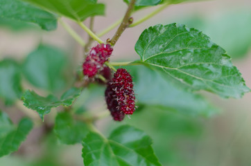 Mulberry red on the tree