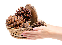 Basket With Cones In Hand On White Background Isolation