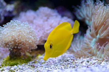 Wall Mural - Yellow Tang or (Zebrasoma Flavescens), swimsh of a before the corals, in a marine aquarium.