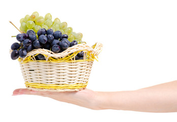 Canvas Print - Black and white grapes in a basket  in hand on a white background isolation