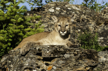 Wall Mural - cougar on rocky ledge