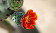 
    Detail eines Kaktus, Pflanze, Blüte, Natur 