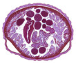 ascaris - cross section cut under the microscope – microscopic view of animal cells for education