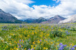 Wildflower Meadow in Waterton Lakes National Park, Canada