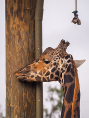 Wall Mural - Giraffe Nuzzling a Wooden Pole