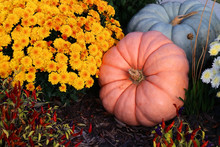Bright Colors Fall Season Outdoor Decoration With Chrysanthemums, Pumpkins And Decorative Red Chili Pepper On A Ground As A Part Of Traditional American Autumn Holidays Culture.