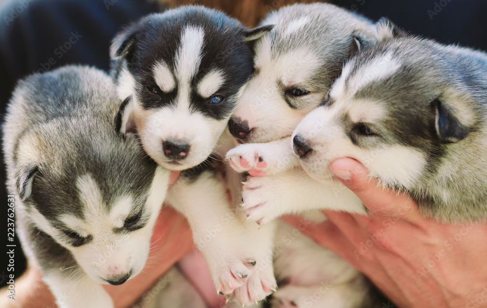 Puppies Siberian Husky. Litter dogs in the hands of the breeder. Little puppies. - obrazy, fototapety, plakaty 