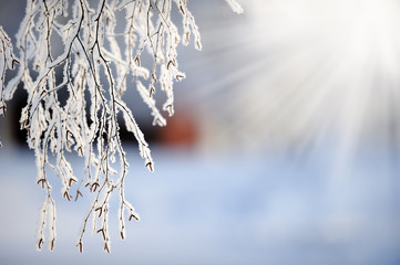 Wall Mural - Snow and frost covered birch tree (Betula pendula) branches. Selective focus and shallow depth of field.