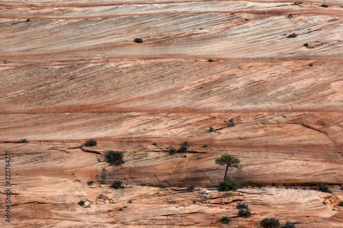 Fotografía Navajo sandstone layers and cross beds, Zion National Park, Utah