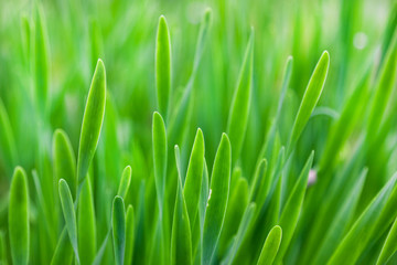 Green grass, background, selective focus