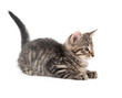 © Tony Campbell - Cute tabby kitten on white background