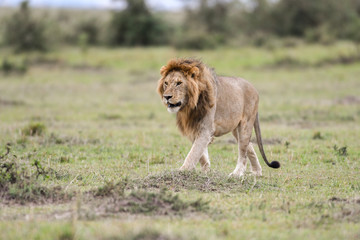 Sticker - Male African lion in Masai Mara, Kenya