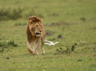 Sticker - Male African lion in Masai Mara, Kenya