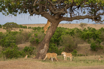 Sticker - pride of lions in Masai Mara Game Reserve