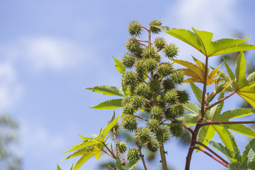 fruits from which the castor oil is extracted, plant Ricinus communis