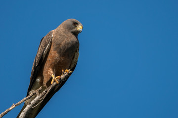 swainson's hawk perched on branch