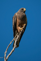 swainson's hawk perched on branch