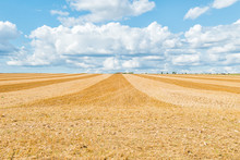 Big Yellow Field After Harvesting. Mowed Wheat Fields Under Beautiful Blue Sky And Clouds At Summer Sunny Day. Converging Lines On A Stubble Wheat Field. Copy Space.