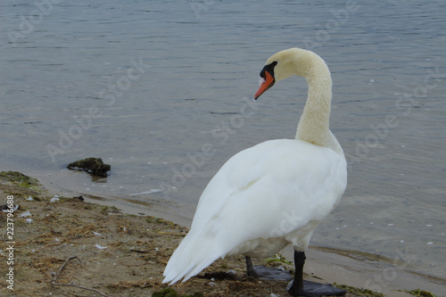 Fotografie, Obraz Lone White Mute Swan Standing on a Dingy Beach Looking Over Shoulder