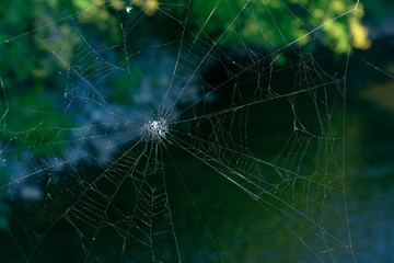A spider's mighty handiwork