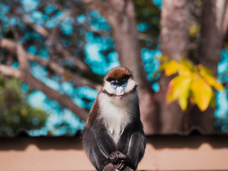 Poster - Portrait of small Guenon Monkey Sitting in Forest