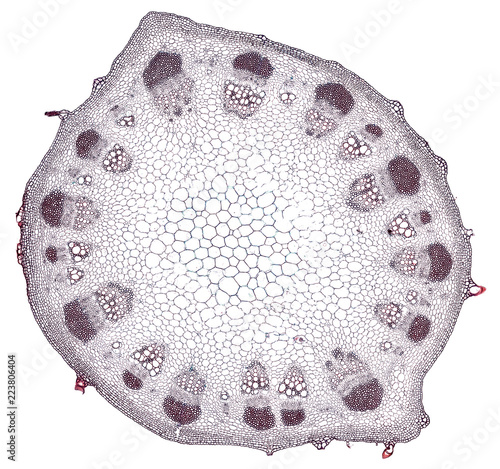 sunflower stem - cross section cut under the microscope – microscopic