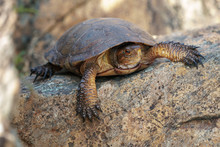 California Western Pond Turtle Resting On A Large Rock.