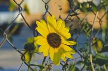 A Solo Sunflower Growing Through The Chain Link Of The Fence In The Yard, 